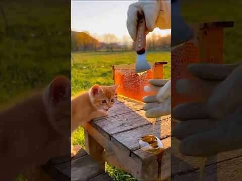 He Was Harvesting Honey… But Someone Wanted a Tasteハチミツを採っていたら、小さな泥棒が現れた。#cutepets #cat #shorts