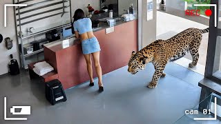 Случаи Вторжения Диких Животных в Дома, Снятые на Камеру