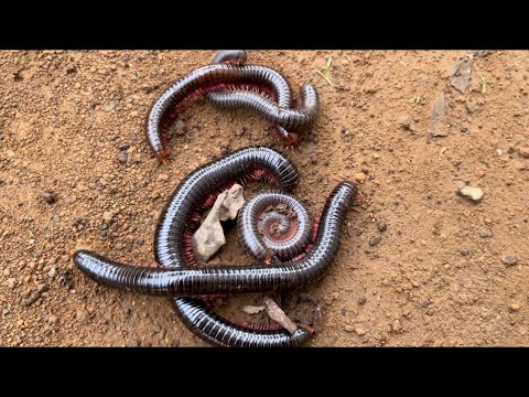 I Found a Dark Toad in a Bottle And Catch Large Amount of Millipedes Bugs on the Ground