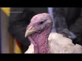 A look back at presidential turkey pardons
