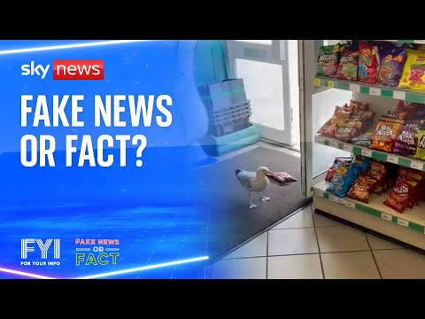 Fake News or Fact: Have seagulls been caught shoplifting? | FYI