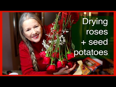 How to Dry Roses + Seed Potato Varieties (& why you should buy certified organic!)