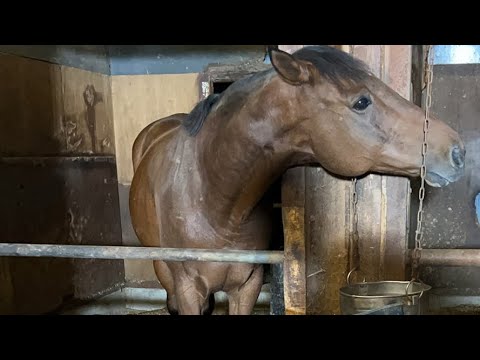 馬たちと、医学部馬術部員とライブ配信