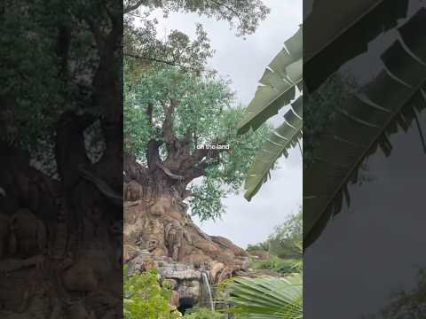 The Fate of DisWiz-Disney Vibes+ Taylor Swift #disney#disneyworld#taylorswift#shorts