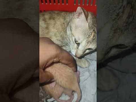 Day 3 small cat 😻 cat funny video😹 #catfun #funnycats #smallcat #catfun #cat #catshorts #catvideos