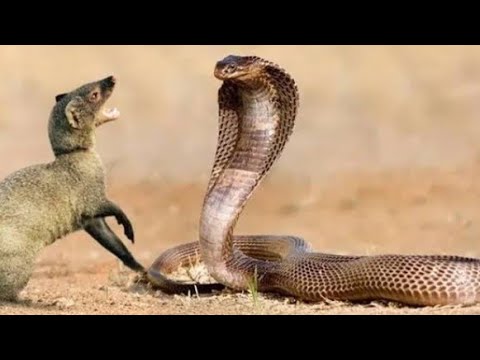 Snake fight with partner 😲#birds #hunting