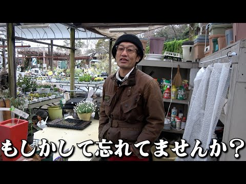 皆様へ【カーメン君】【園芸】【ガーデニング】