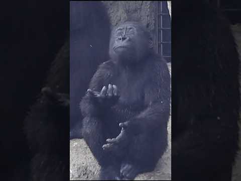 犬の動画サムネイル - cute #gorilla 💦🤣 #gorillatag #金剛猩猩 #台北市立動物園 #shorts