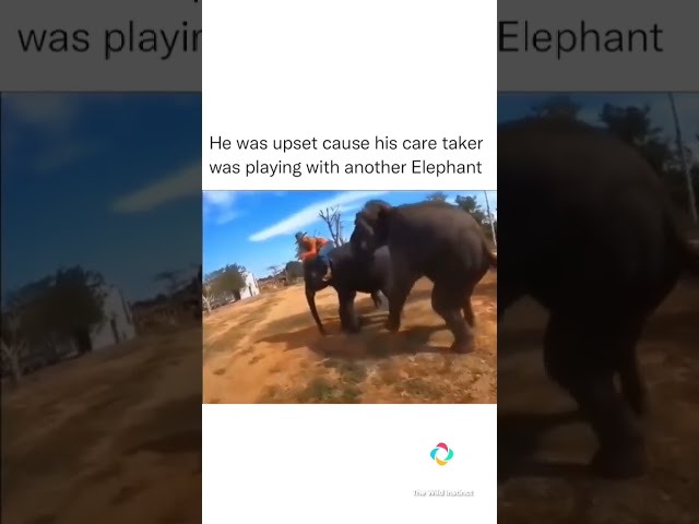 elephant a lil jealous about caregiver 😭 #shortsviral  #seriousshotta #funny #funnyvideo #shorts