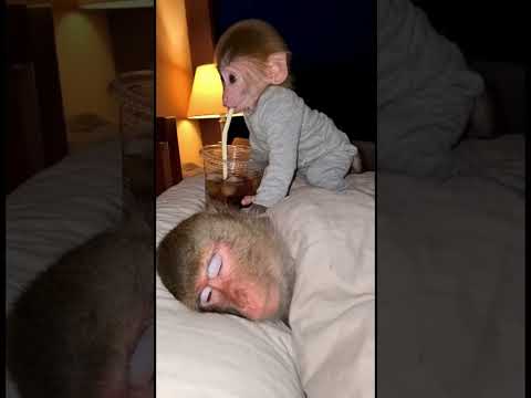 Slurp slurp #cocacola #funny #fyp