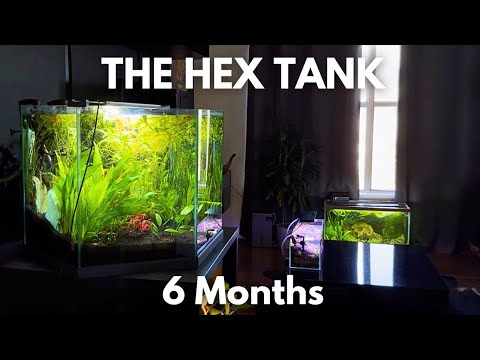 How I set Up This Huge Planted Hexagonal Fish Tank This tank was once half buried in dirt, abandoned in a property, with just enough glass sticking out