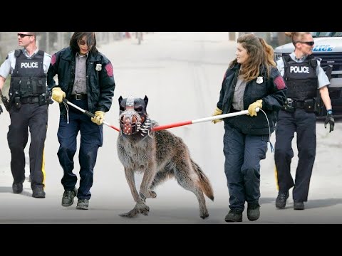 Bu Köpek Bir Kurttan 100 Kat Daha Tehlikeli - İşte Nedeni..