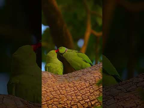 #parrot #love #shortvideos #subscribemychannel #mashallah ❤️💚❤️