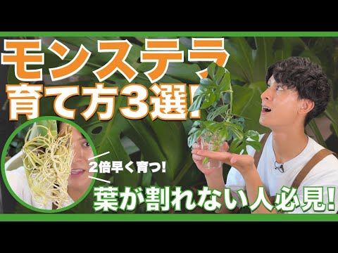 【モンステラ育て方3選】葉が割れない人必見!プロが教える元気に育つコツとNG例🌿
