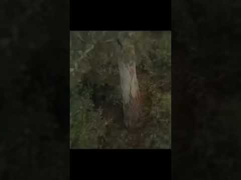 what is this? #wild #fyp #forest #unknown