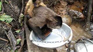 猴子揹著小猴子一邊洗碗