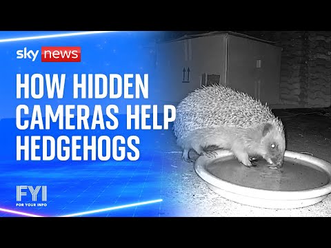FYI: How hidden cameras are helping hedgehogs