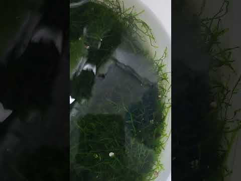 you'll be surprised what's in your moss #aquarium  