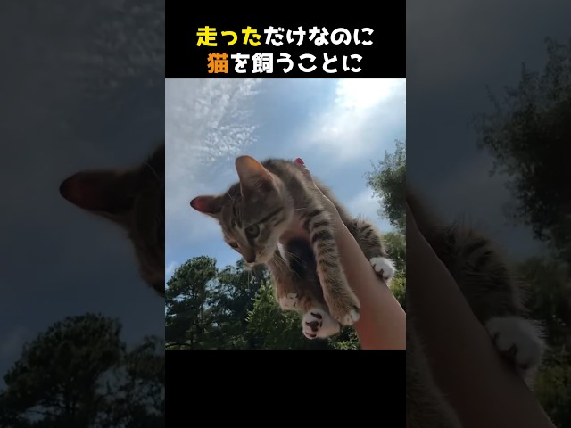 走っただけなのに猫を飼うことに