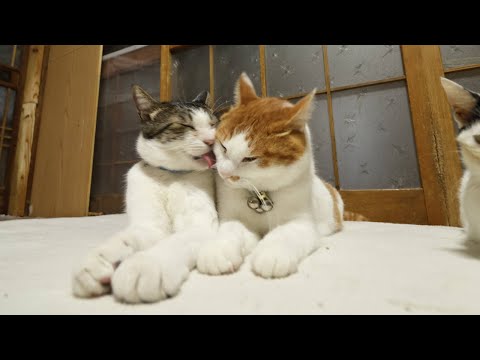 猫の動画サムネイル - ぺろぺろ　250615