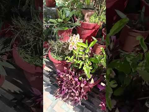 🪴 छोटा सा सही मगर खूबसूरत है मेरा Terrace Garden 💯💐👍🙏 ||#garden #flowers #motivation #trend #shorts