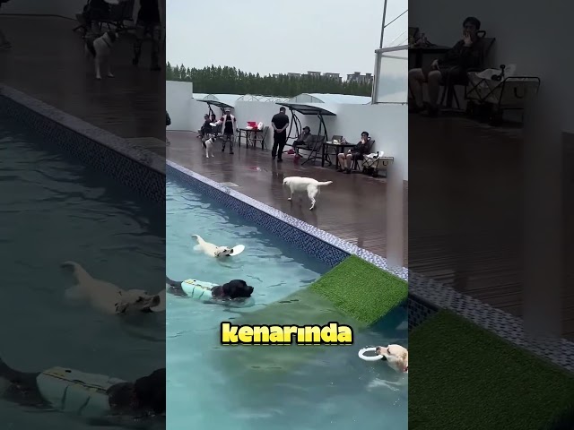 Köpek Havuza Girmemek için Direndi❗😅
