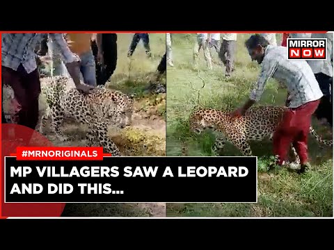 Viral video: Villagers harass and selfie with sick Leopard in Madhya ...