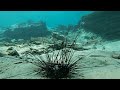 Red Sea epidemic kills off sea urchins