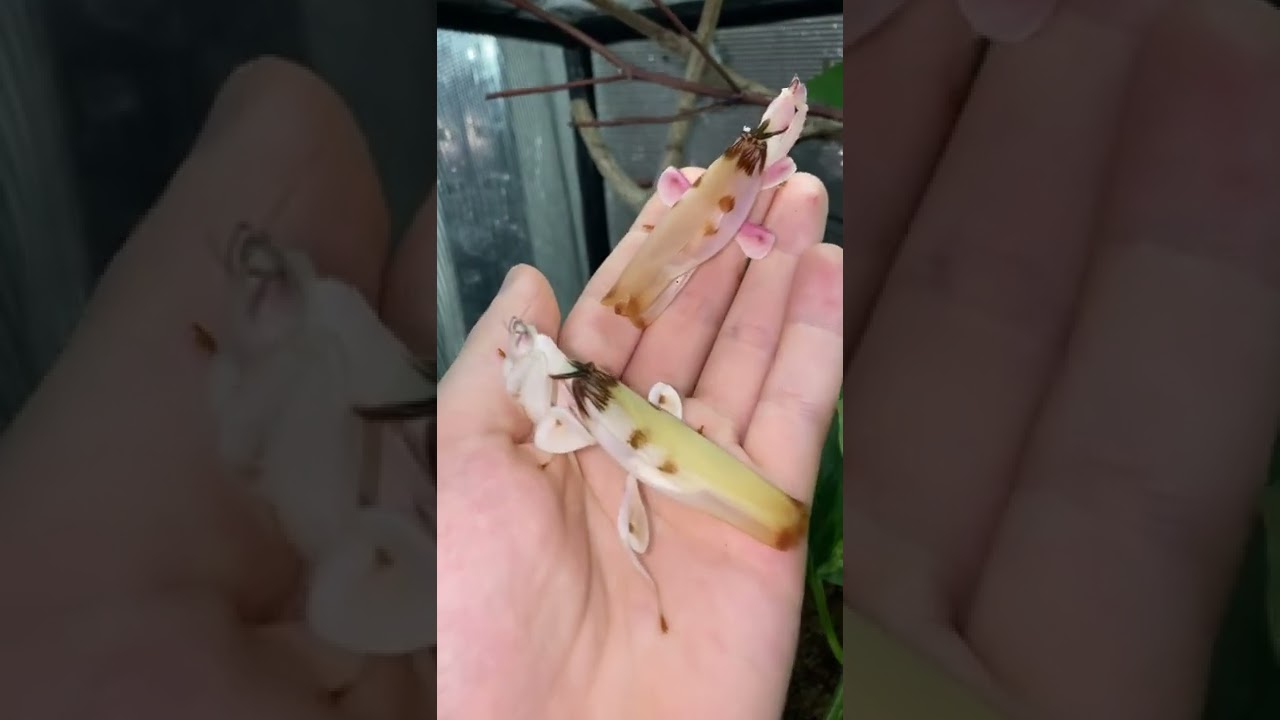 Adult orchid mantis females
