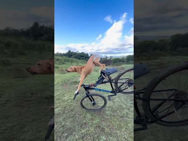 Meu CACHORRO 😱