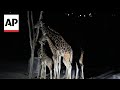 Benito the giraffe arrives at new home in central Mexico