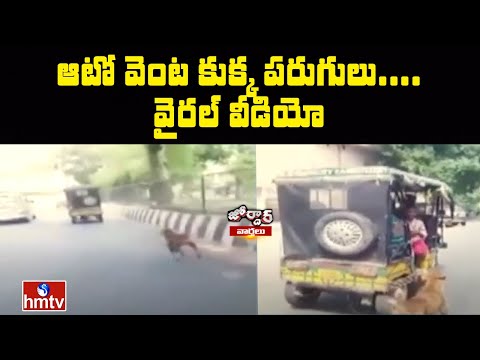 Dog chases auto for five kilometres, here is the reason