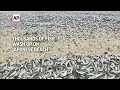 Thousands of dead fish wash up on Japanese beaches  - 00:53 min - News - Video