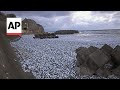 Thousands of dead fish wash up on Japanese beaches