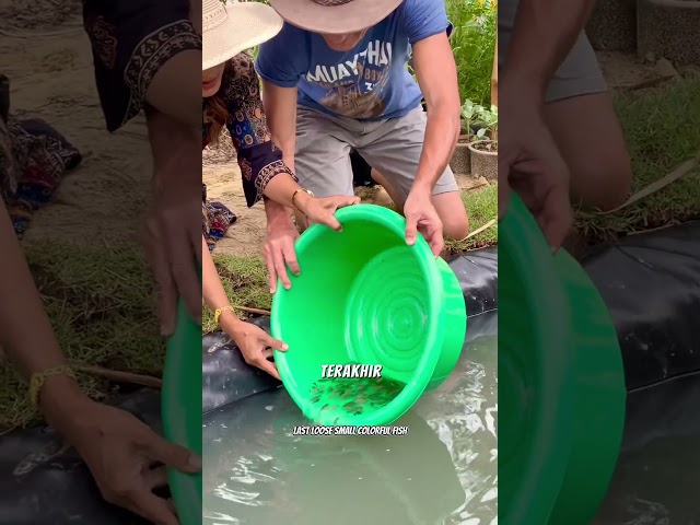 Buat Kolam dibelakang rumah yang asri #pertanian #kolamikan #tipsberkebun #petanimodern #fyi