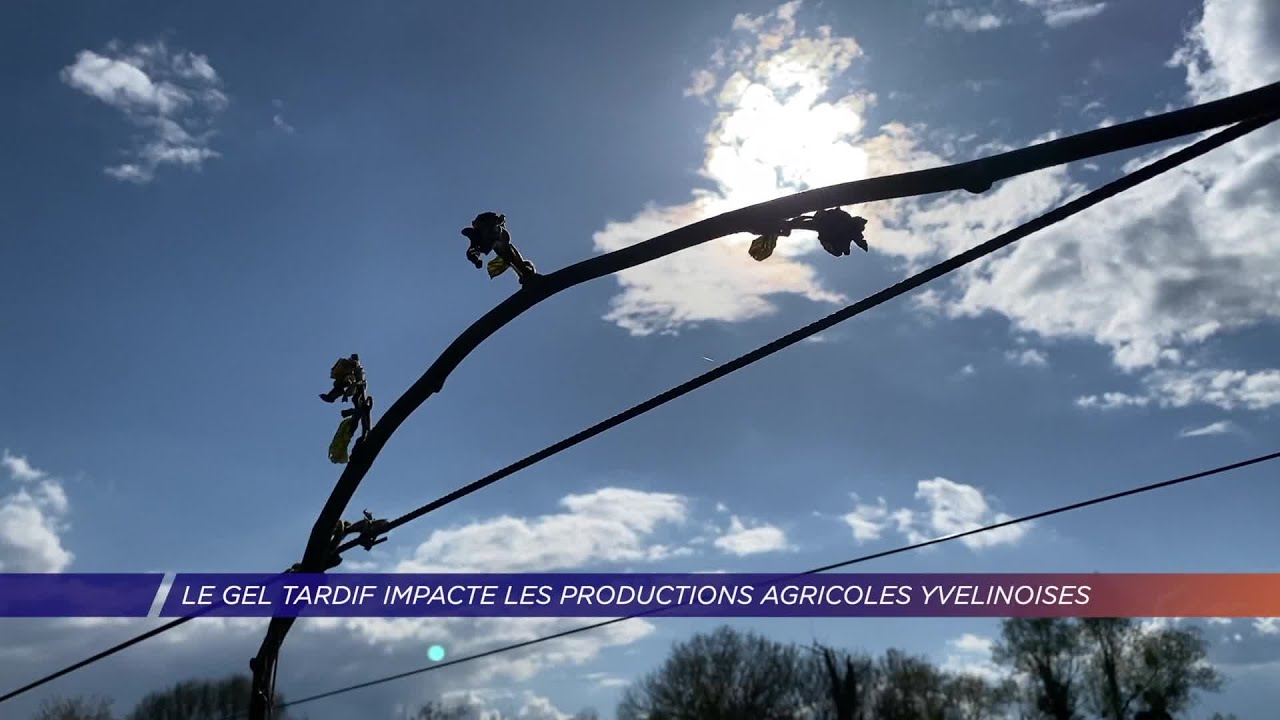 Yvelines | Le gel tardif impacte les productions agricoles yvelinoises