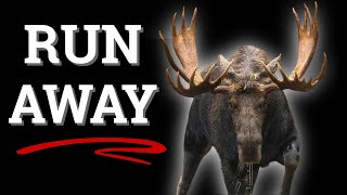 WARNING - He Grunts, You RUN