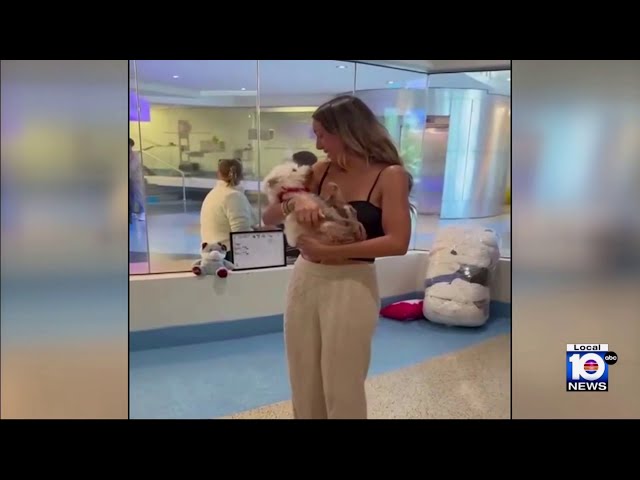 愛犬失蹤4年奇蹟返家！ 主人含淚擁抱：以為牠被撞死了