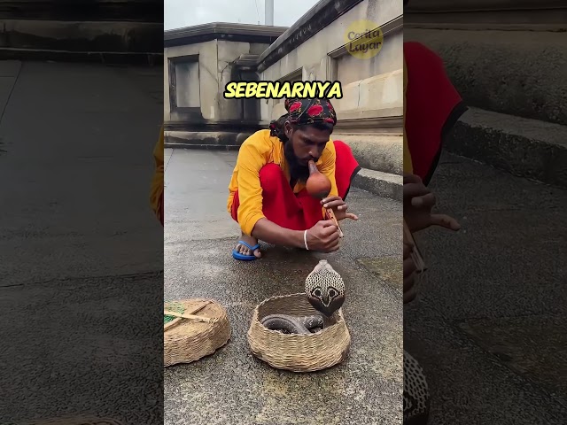 Pawang Ular Dan Seruling Merdunya!