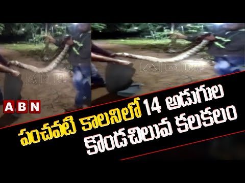 14-feet long python found at Manikonda in Hyderabad 14-feet long python found at Manikonda in Hyderabad