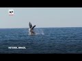 Rio de Janeiro has new attraction for tourists: Whale-watching  - 01:08 min - News - Video