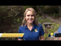Sunday Gardener: CCBC-Essex has opportunities for students to do hands-on learning about plants(WBAL) - 02:40 min - News - Video