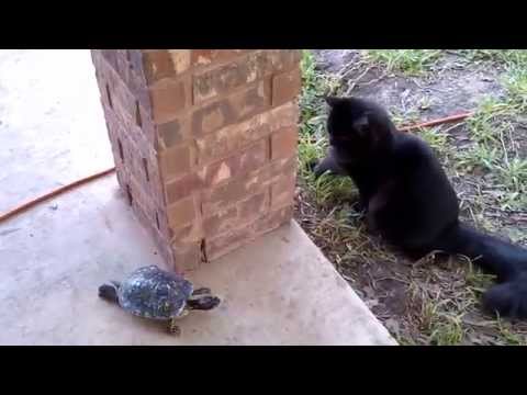 Маче зафркава желка: Фати ме ако можеш!