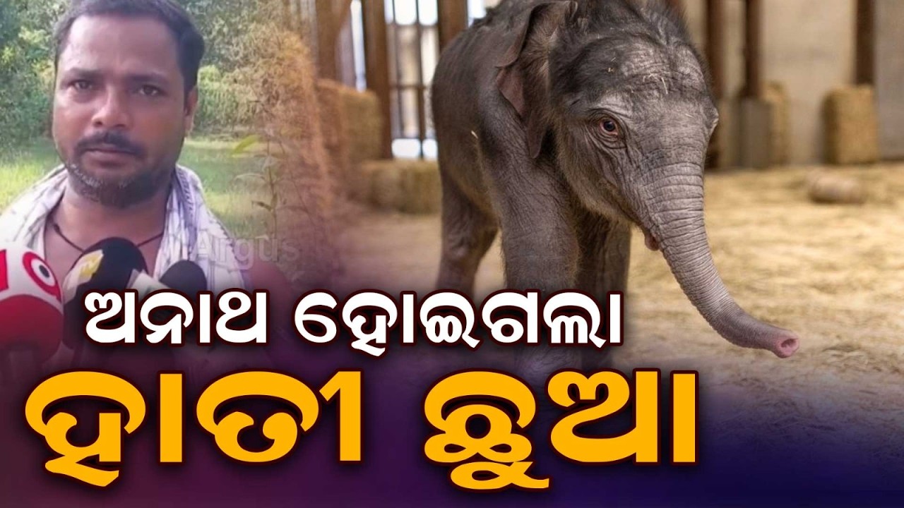 Mother Elephant D*es A Day After Giving Birth | Orphaned Calf Under Watch | Argus News