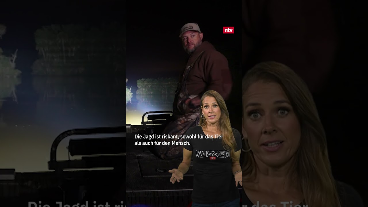 Alligatoren-Jagd in Florida: Riskant für Jäger und Gejagte