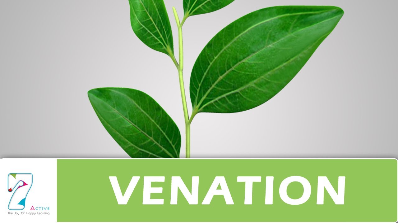 venation-of-leaf-youtube