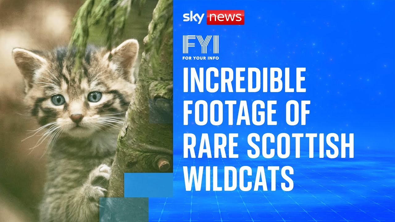 Rare footage of critically endangered Scottish wildcat kittens | FYI
