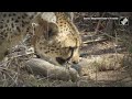 South African Cheetah Gives Birth To 5 Cubs, Number In Kuno Park Now 26  - 02:52 min - News - Video