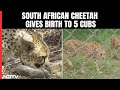 South African Cheetah Gives Birth To 5 Cubs, Number In Kuno Park Now 26