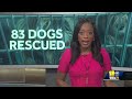 Over 80 dogs seized from Baltimore City home  - 00:39 min - News - Video
